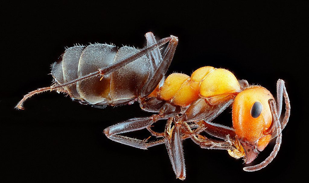 Ant Control service in Danbury, CT