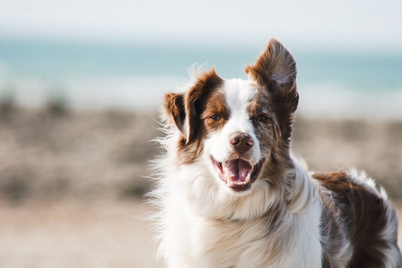 Flea & Tick Control service in Danbury, CT