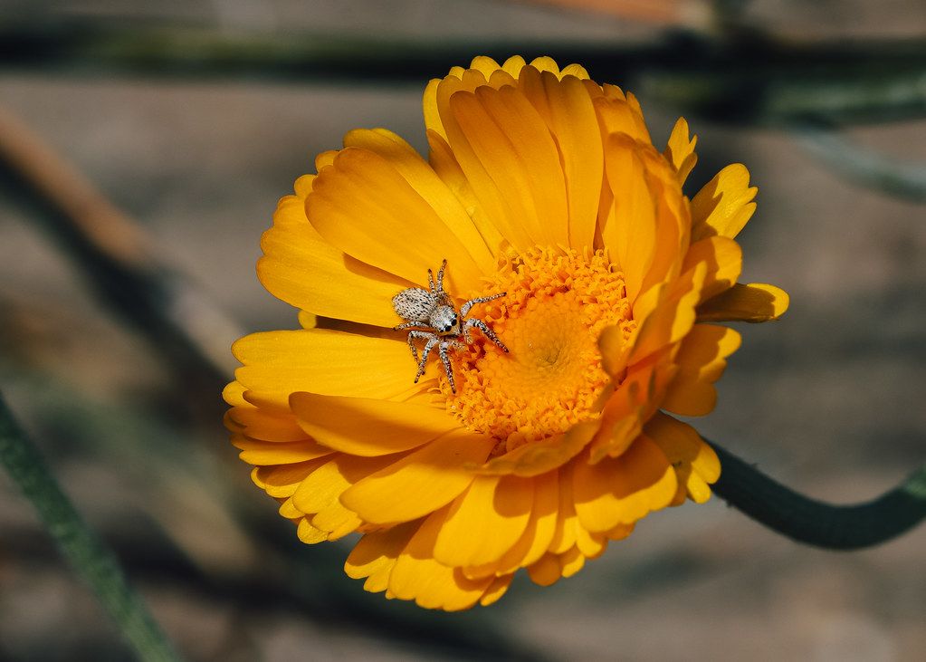 Spider Control service in Danbury, CT